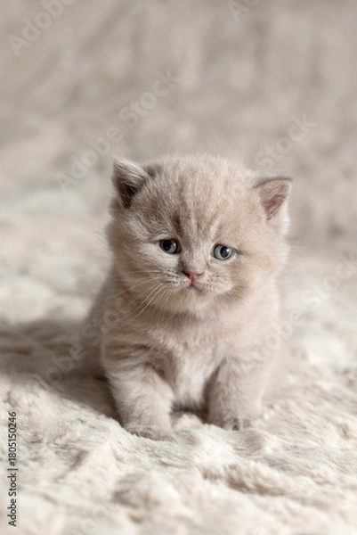 Obraz A small British Shorthair kitten. Lilac color.