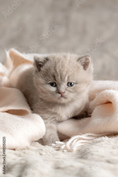 Obraz A small British Shorthair kitten. Lilac color.