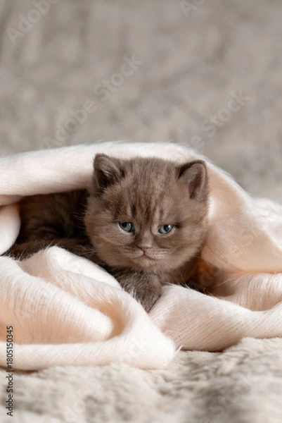 Obraz A small British Shorthair kitten. Chocolate color.