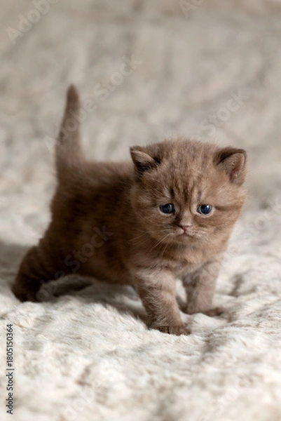 Obraz A small British Shorthair kitten. Chocolate color.
