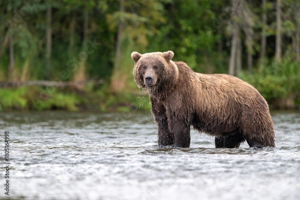 Obraz Alaskan brown bear standing in Brooks River