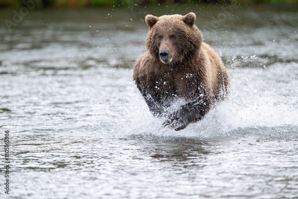 Fototapeta Alaskan brown bear chasing salmon in Brooks River