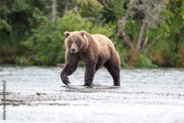 Fototapeta Alaskan brown bear standing in Brooks River