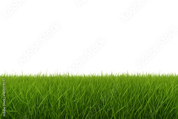 Obraz Lush green grass blades with sharp tips against a dark void isolated on a transparent background lawn, cutout, PNG isolated on white or transparent background