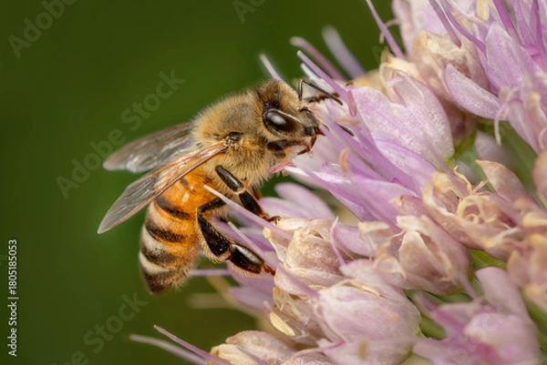 Fototapeta Closeup on an honeybee gathering pollen in a pink flower on a summer morning with blurred background