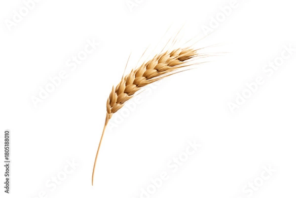 Obraz Single stalk of golden wheat with long awns against a dark background isolated on a transparent background, cutout, PNG isolated on white or transparent background