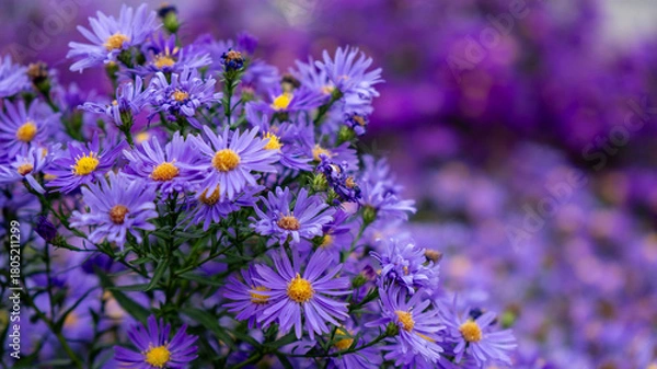 Fototapeta Detailed close-up of purple aster flowers with yellow centers against a soft, blurred violet bokeh background. Autumn floral concept.