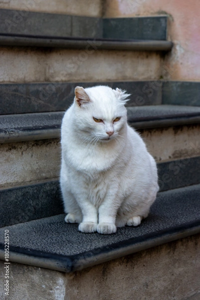 Obraz White cat sitting on stone steps in Corniglia, Cinque Terre, Italy, displaying a calm and natural expression in an urban setting.