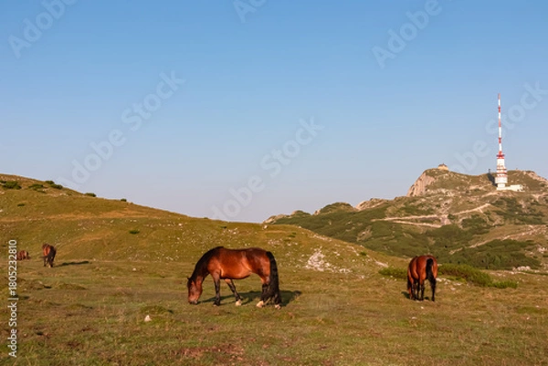 Fototapeta Two beautiful brown horses graze peacefully on a vast alpine pasture on the Villacher Alpe in Carinthia, with iconic Dobratsch mountain summit and transmitter standing out in the distant background.