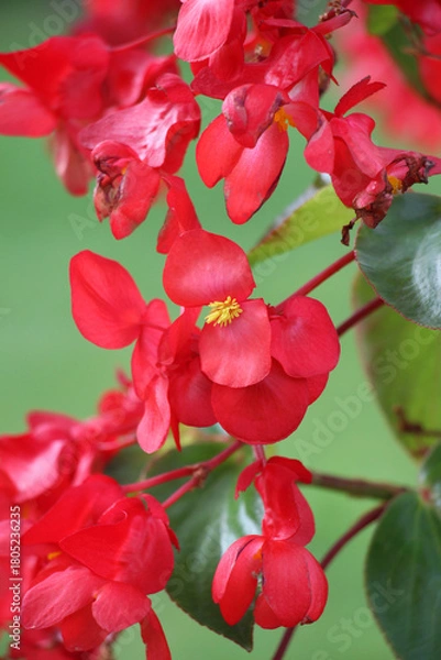 Fototapeta Begonia growing in a flower bed