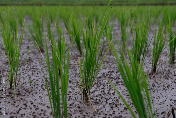 Fototapeta Young rice plants growing in a wet paddy field, surrounded by small earthworm mounds that naturally enrich the soil and support healthy crop growth.