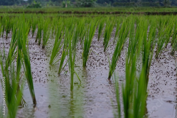 Fototapeta Young rice plants growing in a wet paddy field, surrounded by small earthworm mounds that naturally enrich the soil and support healthy crop growth.
