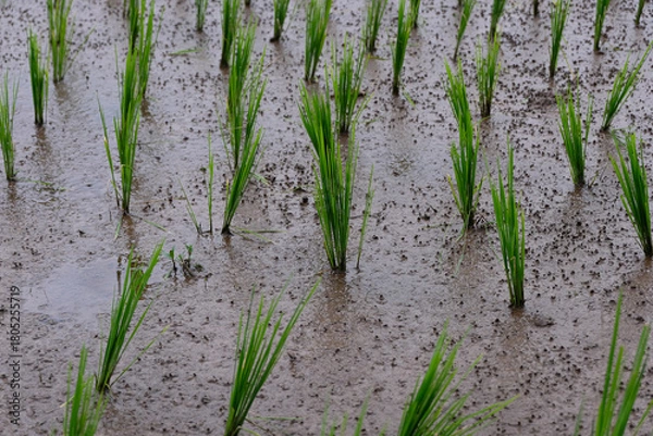 Fototapeta Young rice plants growing in a wet paddy field, surrounded by small earthworm mounds that naturally enrich the soil and support healthy crop growth.
