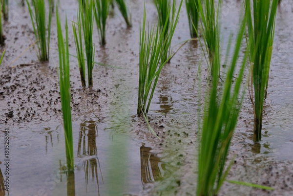 Fototapeta Young rice plants growing in a wet paddy field, surrounded by small earthworm mounds that naturally enrich the soil and support healthy crop growth.