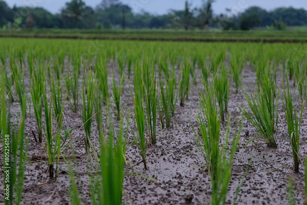 Fototapeta Young rice plants growing in a wet paddy field, surrounded by small earthworm mounds that naturally enrich the soil and support healthy crop growth.