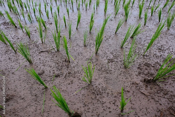 Fototapeta Young rice plants growing in a wet paddy field, surrounded by small earthworm mounds that naturally enrich the soil and support healthy crop growth.