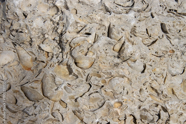 Obraz Shell Encrusted Rock