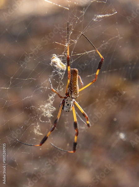 Obraz Waiting for a Snack
