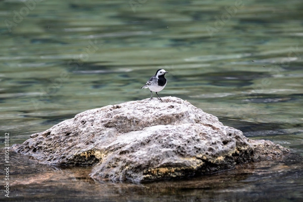 Obraz Wagtail