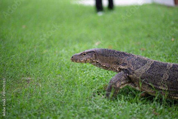 Fototapeta Giant Monitor Lizard on a green grass ground in Bangkok, Thailand