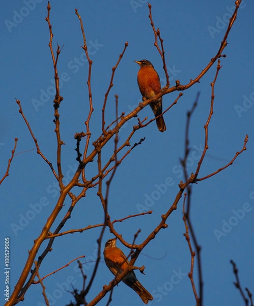 Obraz Two Little Birdies Sittin' in a Tree