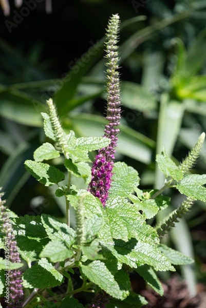 Fototapeta Close up of a Caucasian germander (teucrium hircanicum) flower in bloom