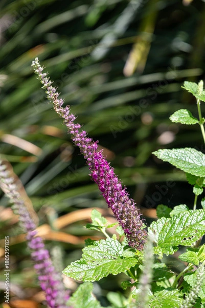 Fototapeta Close up of a Caucasian germander (teucrium hircanicum) flower in bloom