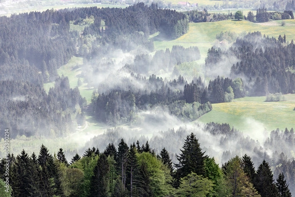Obraz cloud_forest