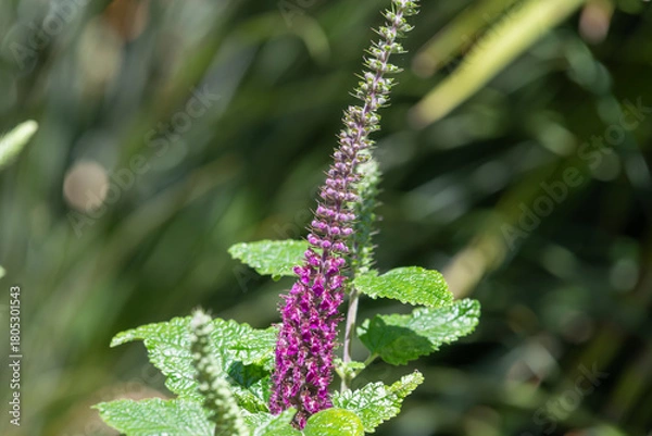 Fototapeta Close up of a Caucasian germander (teucrium hircanicum) flower in bloom