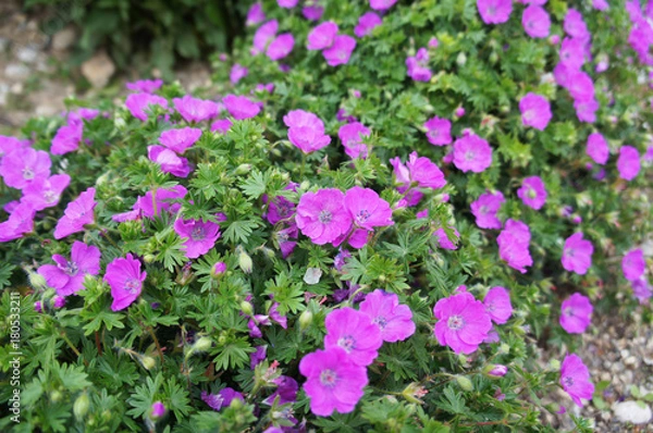 Fototapeta Geranium sanguineum lub krwawy dziób żurawia lub krwawe geranium różowe lub fioletowe, wiele kwiatów z zielonymi