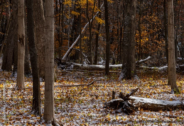 Obraz 741-41 Forest Floor Snow