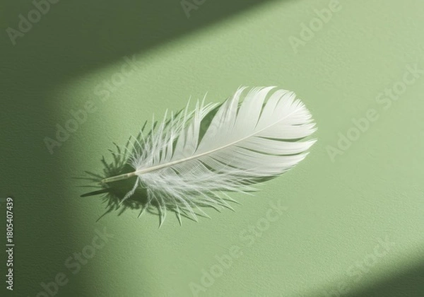 Fototapeta Delicate White Feather on Sage Green with Sunlight Shadows
