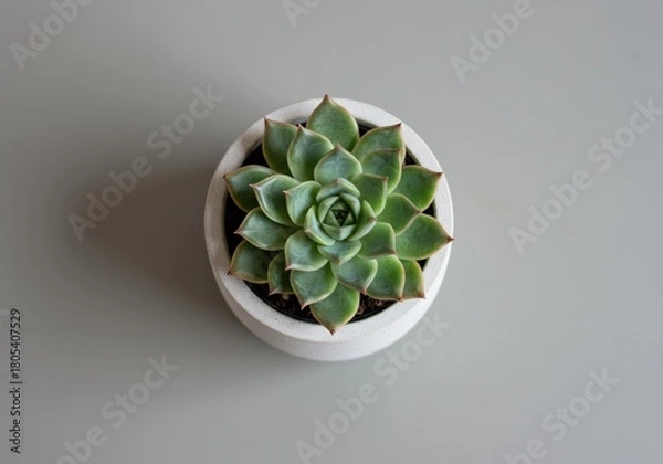 Obraz Vibrant Green Succulent in a White Pot Top Down View