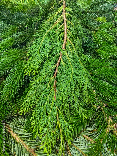 Fototapeta close-up view of fresh green thuja branch overlapping dark spruce and fir needles concept of seasonal greenery, holiday decoration, wholesale floristry