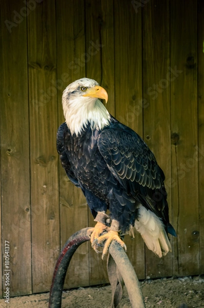 Fototapeta Majestic bald eagle sitting and watching prey.