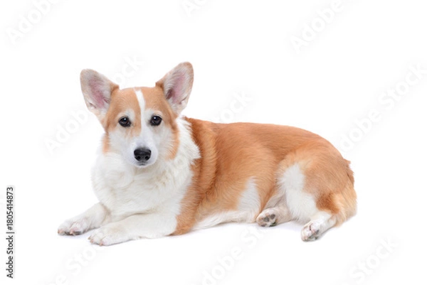 Obraz corgi laying down