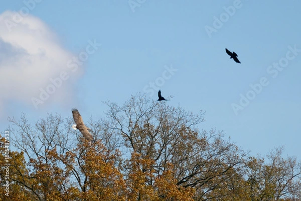 Fototapeta Pygargue à queue blanche