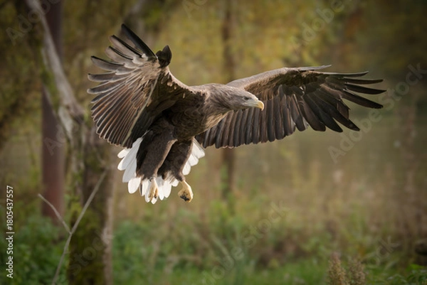 Fototapeta Pygargue à queue blanche