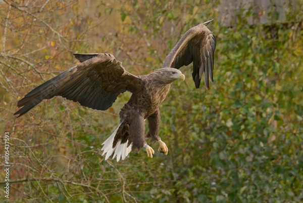 Fototapeta Pygargue à queue blanche