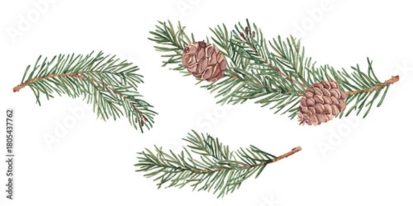 Fototapeta Pine or Fir Branches with cones set. Watercolor Hand painted illustration of Winter plant with green needles on a white background. Pine or Spruce Twig For Christmas design, festive decor, packaging