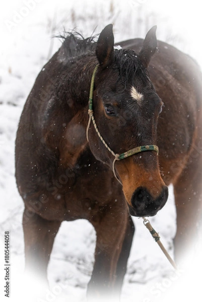 Fototapeta Pferdeportrait im Schnee