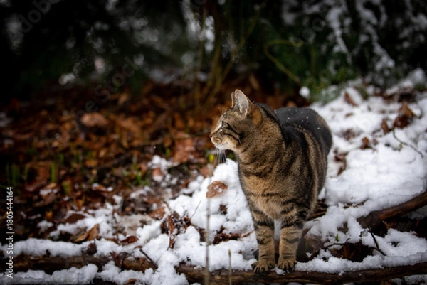 Fototapeta Katze im Schnee