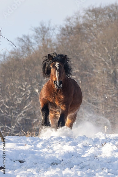 Fototapeta Kaltblut galoppiert im Schnee
