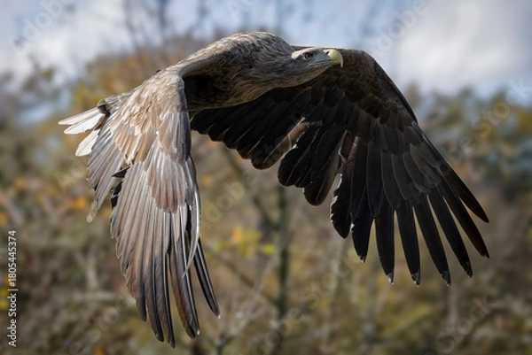 Fototapeta Pygargue à queue blanche