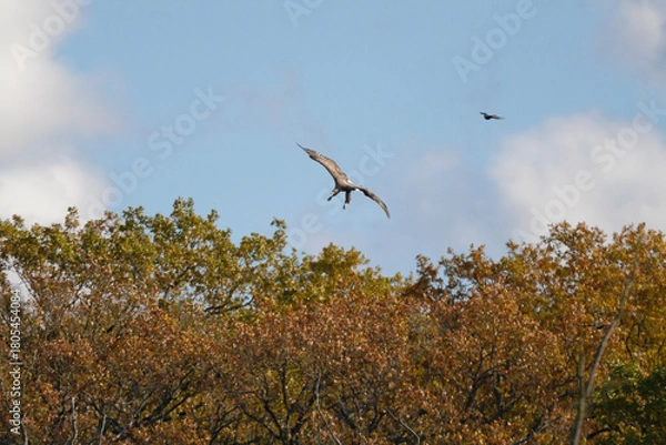 Fototapeta Pygargue à queue blanche sauvage