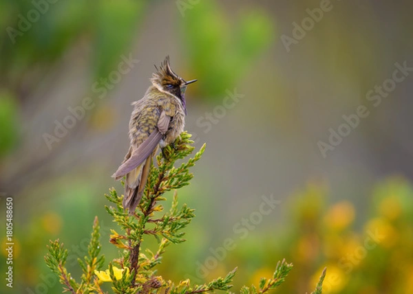 Fototapeta Buffy Helmetcrest, Oxypogon stuebelii