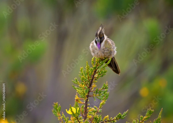 Fototapeta Buffy Helmetcrest, Oxypogon stuebelii