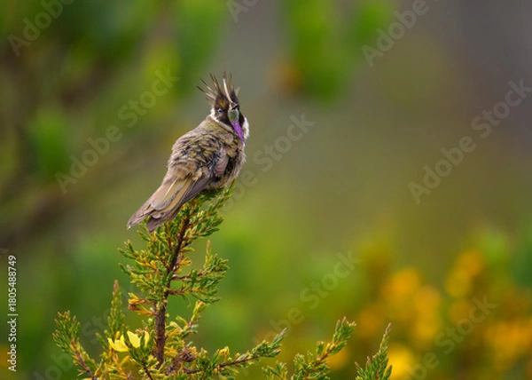 Fototapeta Buffy Helmetcrest, Oxypogon stuebelii