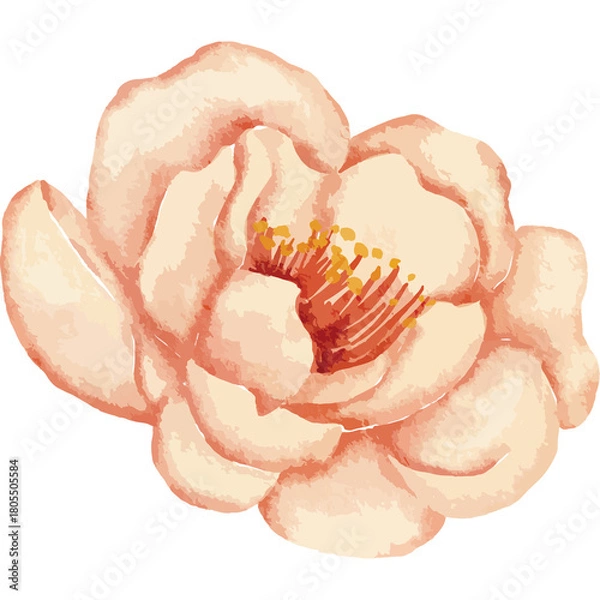 Obraz Delicate Watercolor Peony Blossom with Soft Peach and Yellow Tones and Transparent Background for Floral Design Elements