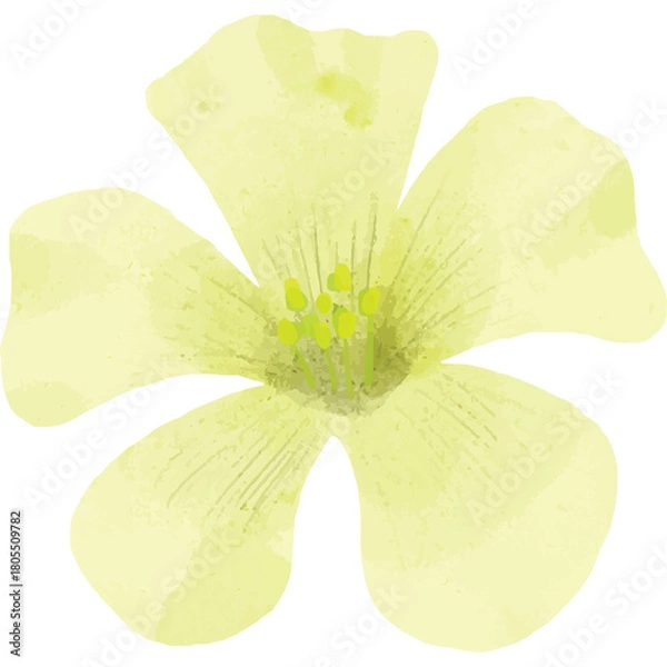 Obraz Delicate Yellow Flower With Five Petals And Green Stamens Rendered In Watercolor Style Isolated On Transparent Background